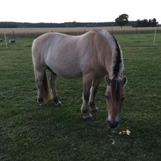 Fjordhest Dyrus Sax "Pyrus"