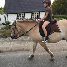 Fjordhest Dyrus Sax "Pyrus"