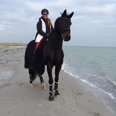 Dansk Varmblod Drisdal's Flying Thyson