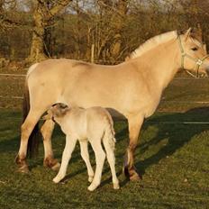 Fjordhest Glibings flamme
