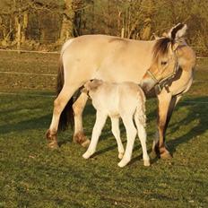 Fjordhest Glibings flamme