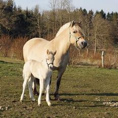 Fjordhest Glibings flamme