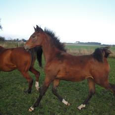 Trakehner Chowdanser
