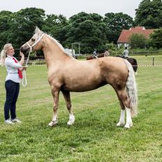 Welsh Cob (sec D) Sorrelcourt Enough Said