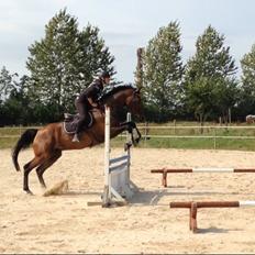 Dansk Varmblod BIG HEART (forums beatnik) 