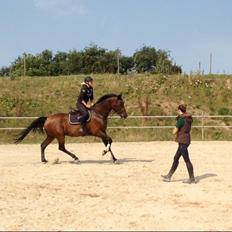 Dansk Varmblod BIG HEART (forums beatnik) 