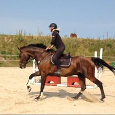 Dansk Varmblod BIG HEART (forums beatnik) 