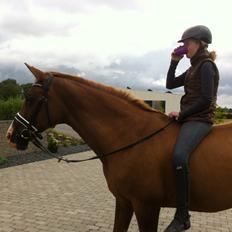 Anden særlig race Nete