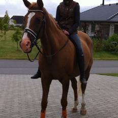 Anden særlig race Nete