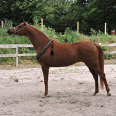 Arabisk fuldblod (OX) Malicas Lou Lou rip 2018