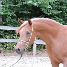 Arabisk fuldblod (OX) Malicas Lou Lou rip 2018