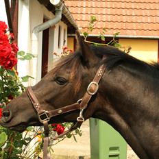 New Forest Fuglsangs Sweet Cookie
