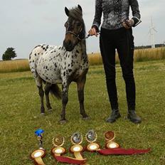 Hollandsk Miniature Diederik I <3 R.I.P d 17/8-18