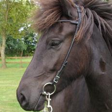 Islænder Harpa fra Klim Bjerg