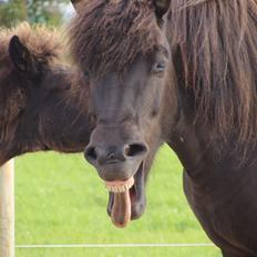 Islænder Fina fra Døesbæk