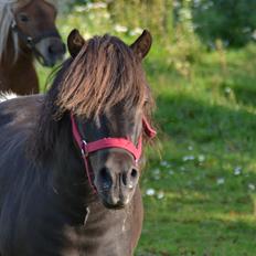 Anden særlig race Gizmo. (førhen Sky)
