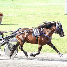 Gotlandsruss Ernst Romeo (S)