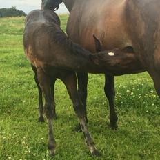 Anden særlig race magnificent courage