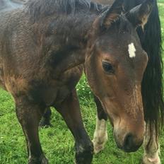 Anden særlig race magnificent courage