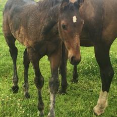 Anden særlig race magnificent courage