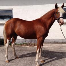 Anden særlig race Zurreal Perfection/Zokke