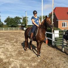 Anden særlig race Lindknuds Madonna