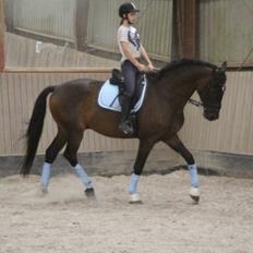 Dansk Varmblod Krypton