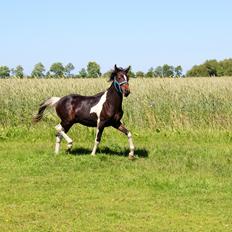 Anden særlig race Broagergaards Charmeur