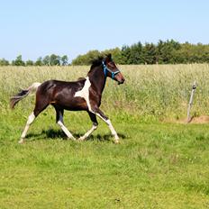 Anden særlig race Broagergaards Charmeur