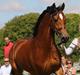 Welsh Cob (sec D) Abergavenny dylan