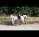 Palomino Sovangs Cacharel