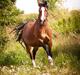 Welsh Pony af Cob-type (sec C) Holmegaards Amy