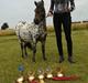 Hollandsk Miniature Diederik I <3 R.I.P d 17/8-18