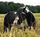 Irish Cob Kavanaugh