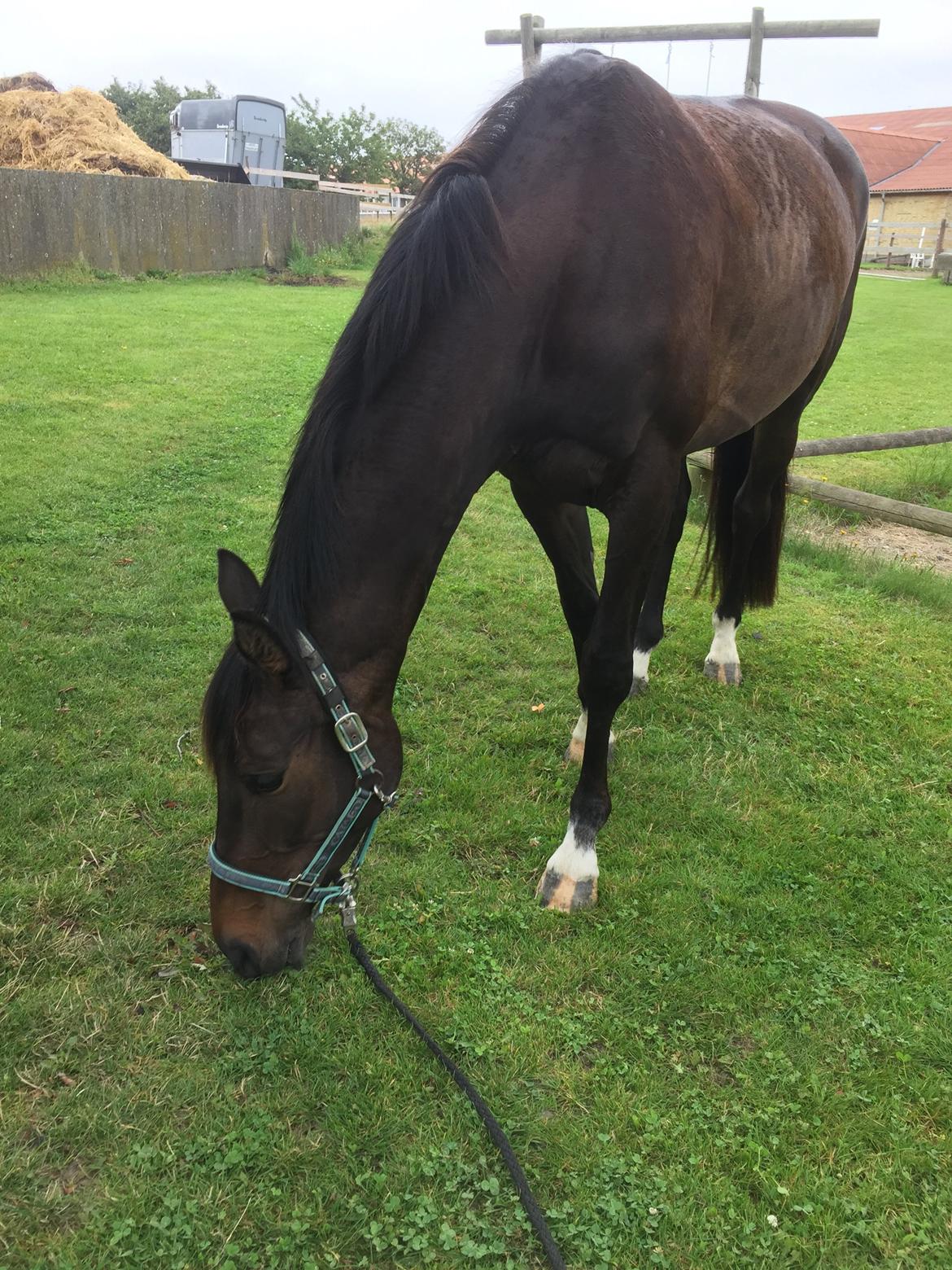 Dansk Varmblod Kokkedals Madeline billede 10