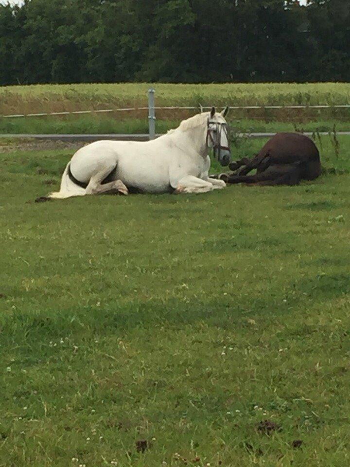 Lipizzaner Dalsø´s kiri billede 34