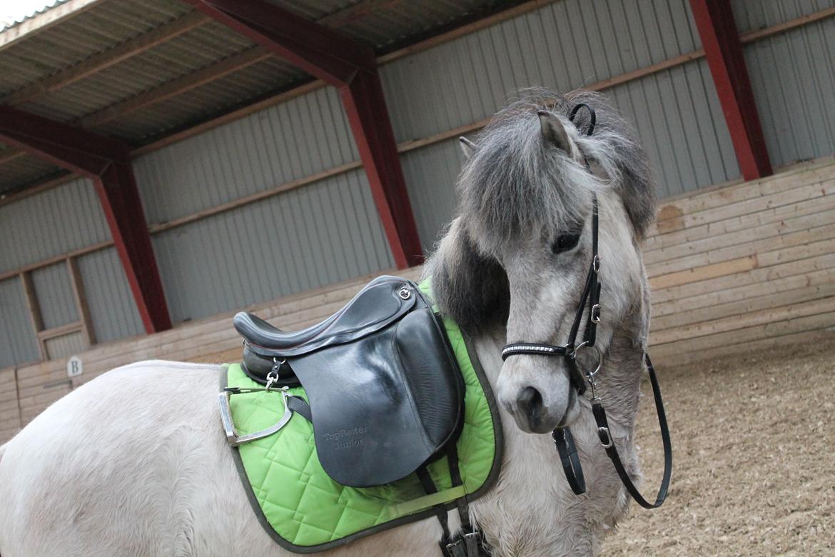 Islænder Fengur billede 1