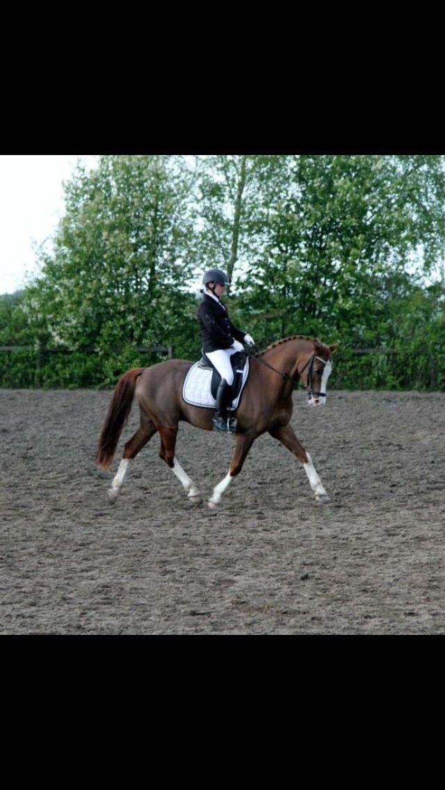 Welsh Pony (sec B) coverland furstenlander [A PONY]  billede 7