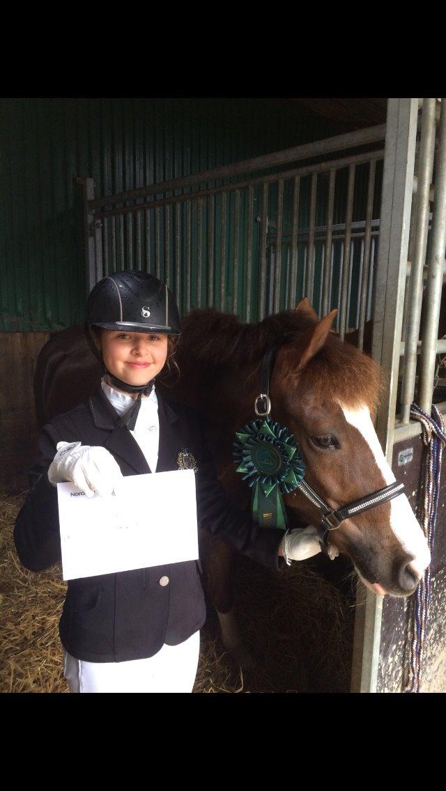 New Forest Ygor [1/3 A PONY] FORESALE  billede 10