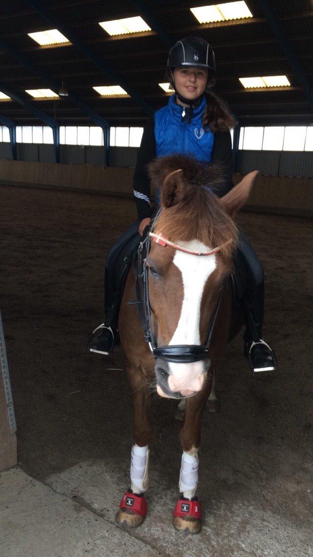 New Forest Ygor [1/3 A PONY] FORESALE  billede 8