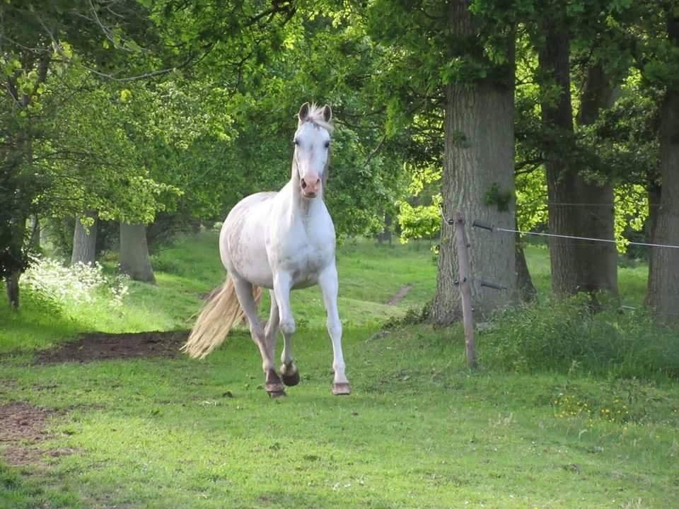 Arabisk fuldblod (OX) Wahinni ox *R.I.P. 19-08-15* billede 1