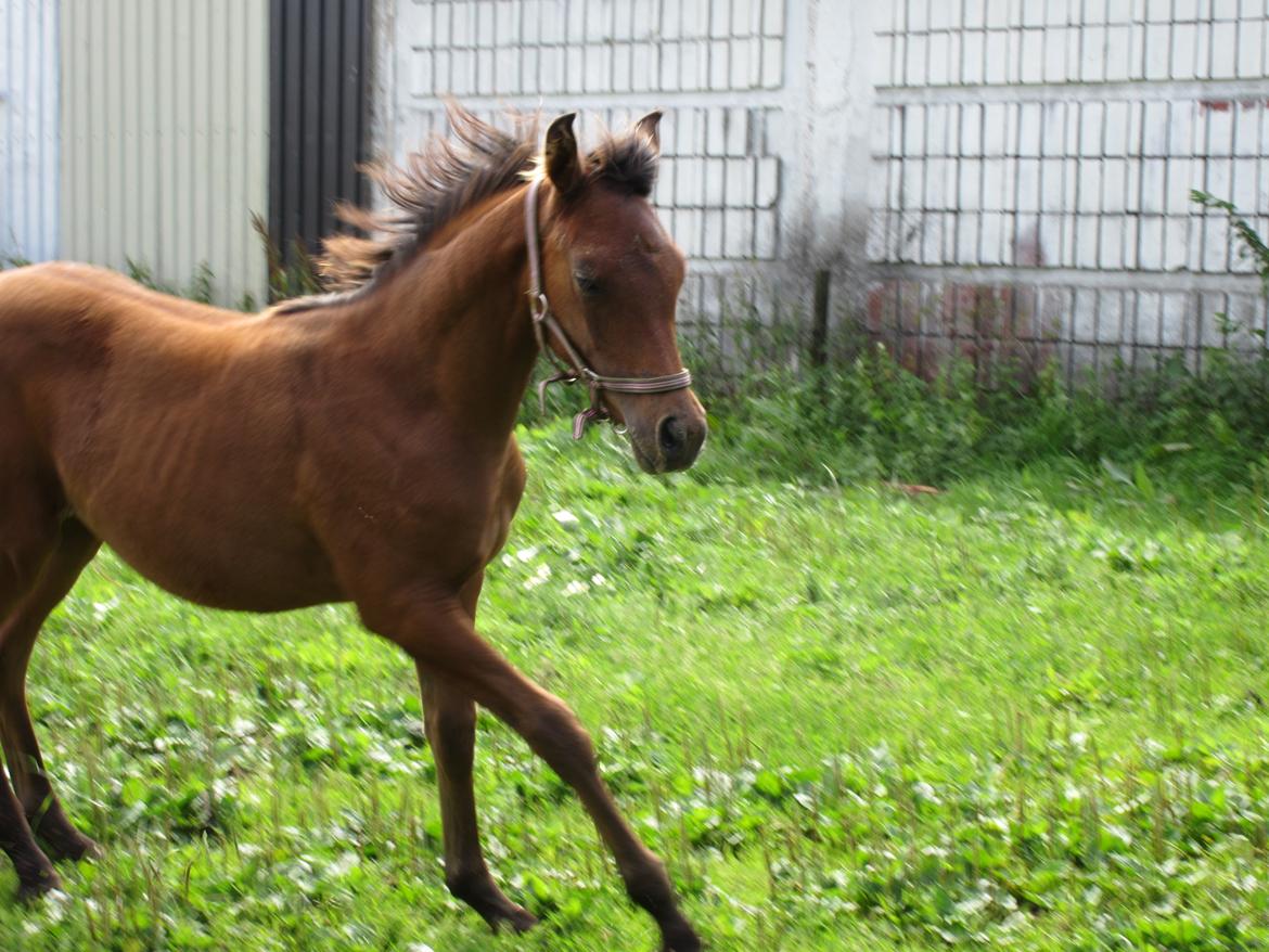 Arabisk fuldblod (OX) E'leganzy OX 6021 *SOLGT* billede 4