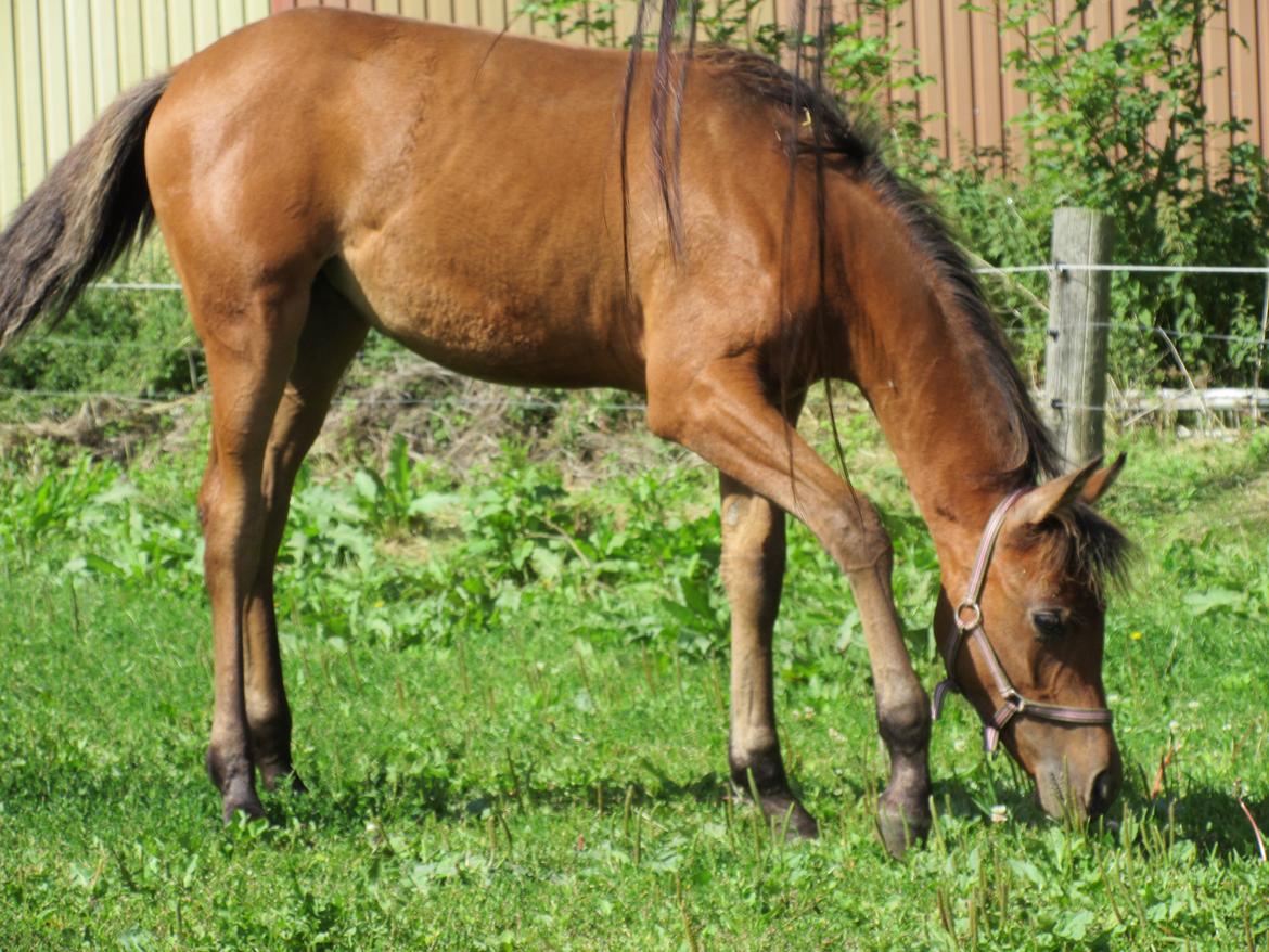 Arabisk fuldblod (OX) E'leganzy OX 6021 *SOLGT* billede 1