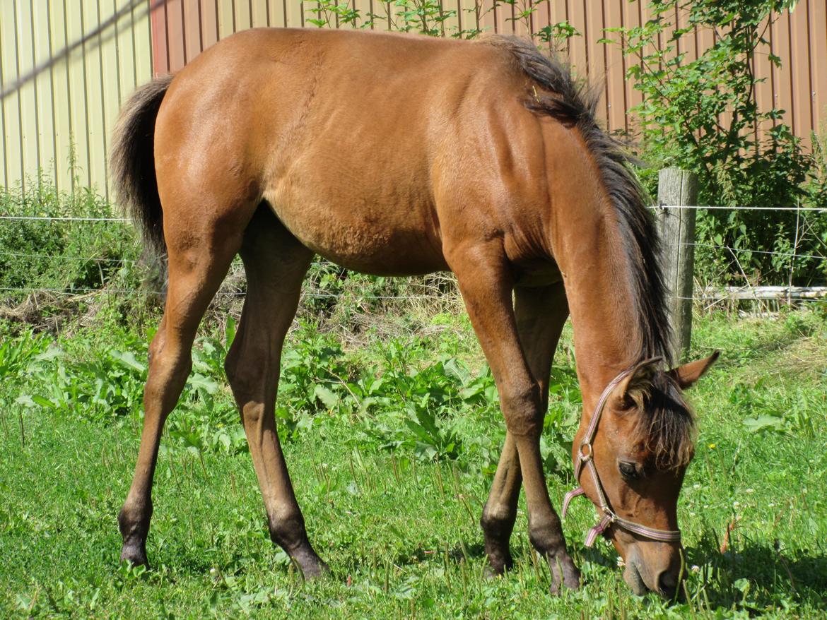 Arabisk fuldblod (OX) E'leganzy OX 6021 *SOLGT* billede 2