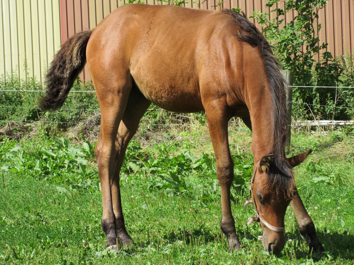 Arabisk fuldblod (OX) E'leganzy OX 6021 *SOLGT* billede 3