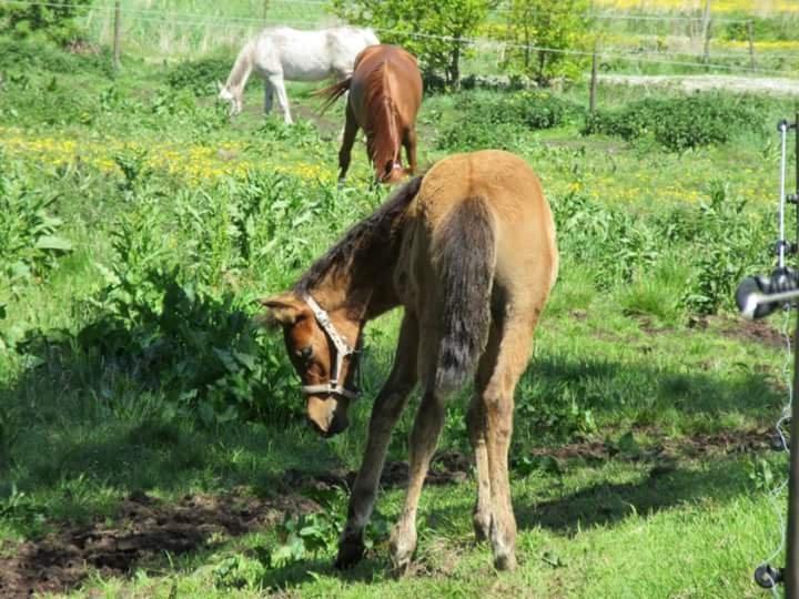 Arabisk fuldblod (OX) E'leganzy OX 6021 *SOLGT* billede 19