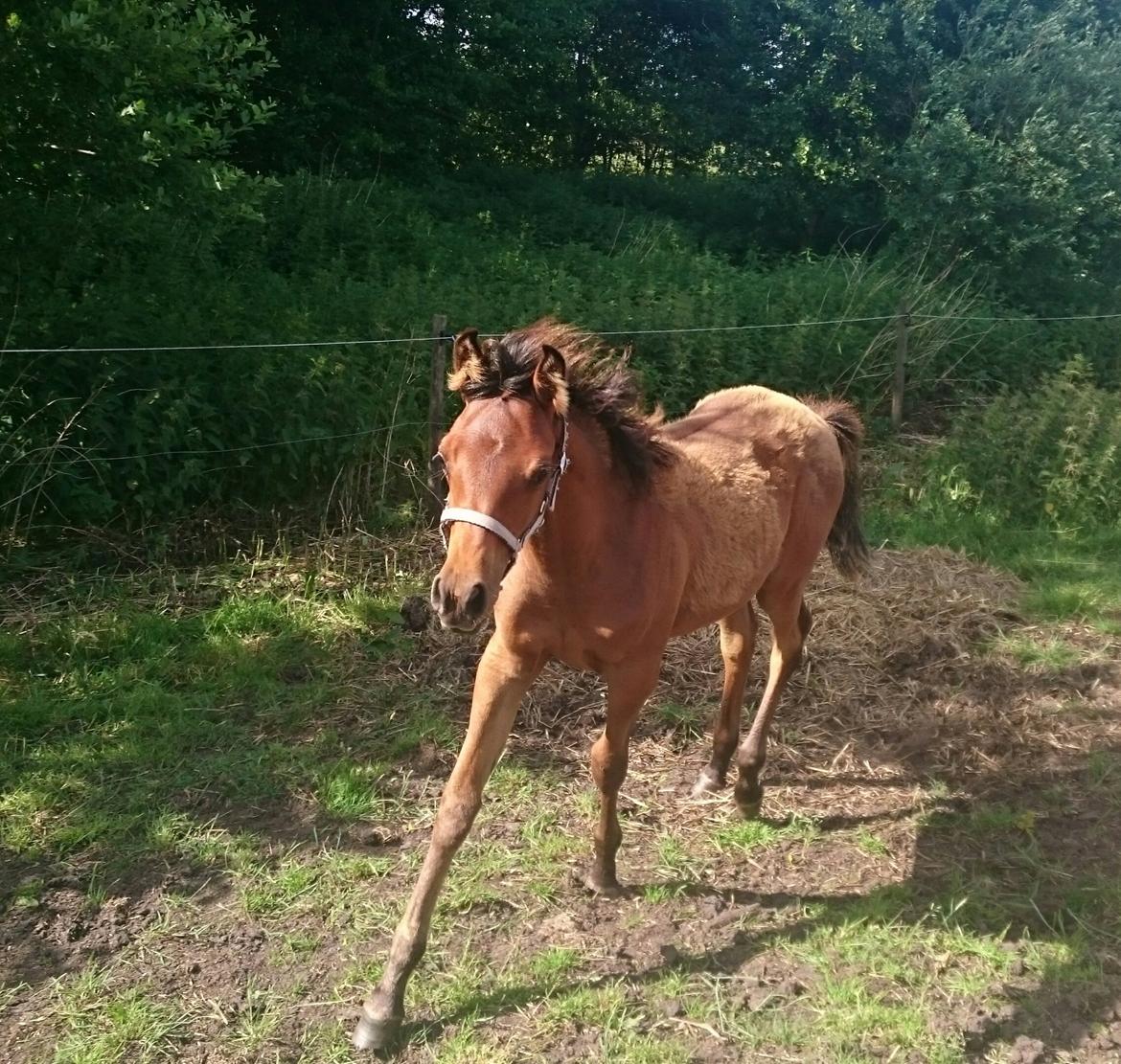 Arabisk fuldblod (OX) E'leganzy OX 6021 *SOLGT* billede 18