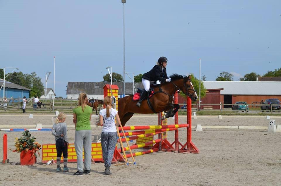 Hollandsk Varmblod Foxie - Første stævne 80cm billede 1