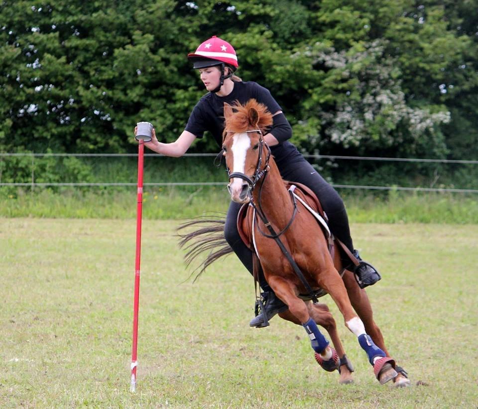 Hollandsk Sportspony Sonja billede 18