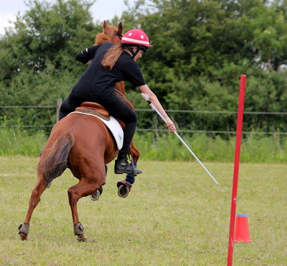 Hollandsk Sportspony Sonja billede 7